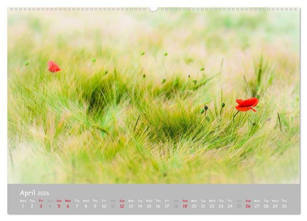 Produktbild: Poppy Love (High Quality Premium Wall Calendar 2026 DIN A2 landscape),CALVENDO 12 Month Wall Calendar