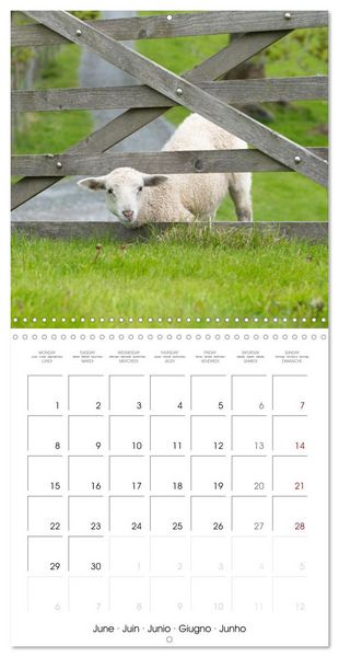 Produktbild: The wonderful world of sheep (Wall Calendar 2026 12 &times; 12 Inch) CALVENDO 12 Month Wall Calendar