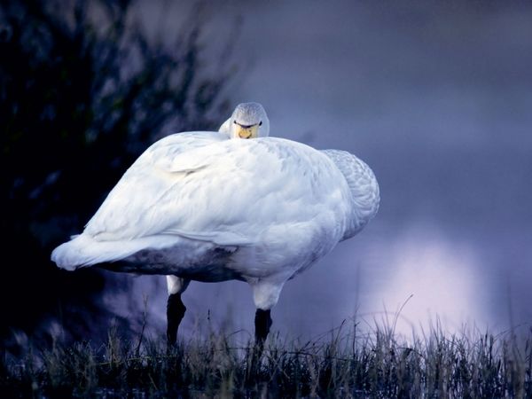 Produktbild: CALVENDO Puzzle wilden Schwan. Finnland | 1000 Teile Lege-Gr&ouml;&szlig;e 64x48cm Foto-Puzzle f&uuml;r gl&uuml;ckliche Stunden