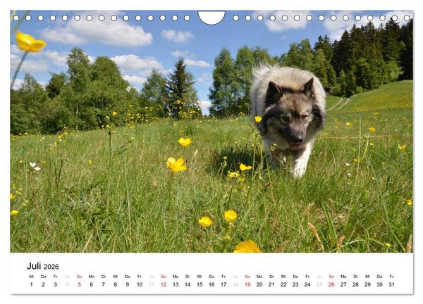 Produktbild: Der Wolfsspitz (Wandkalender 2026 DIN A4 quer), CALVENDO Monatskalender