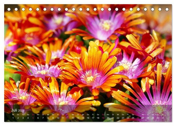 Produktbild: Sukkulenten in Haus und Garten (Tischkalender 2026 DIN A5 quer), CALVENDO Monatskalender