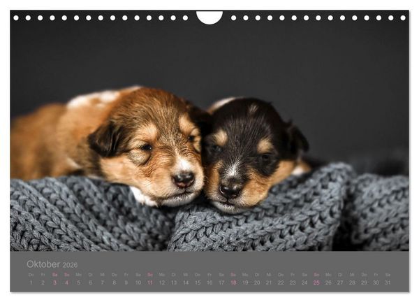 Produktbild: Collie Welpen einfach zuckers&uuml;&szlig; (Wandkalender 2026 DIN A4 quer), CALVENDO Monatskalender