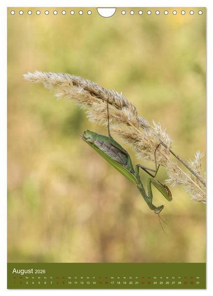 Produktbild: Die Gottesanbeterin. R&auml;uber der Insektenwelt. (Wandkalender 2026 DIN A4 hoch), CALVENDO Monatskalender
