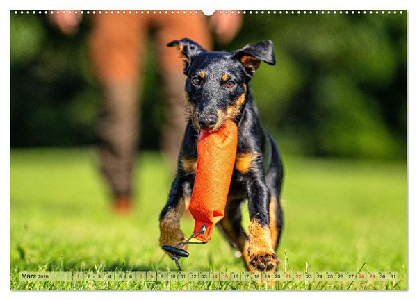 Produktbild: Deutscher Terrier - ein leidenschaftlicher J&auml;ger (Wandkalender 2026 DIN A2 quer), CALVENDO Monatskalender