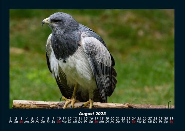 Produktbild: V&ouml;gel 2025 Fotokalender DIN A4
