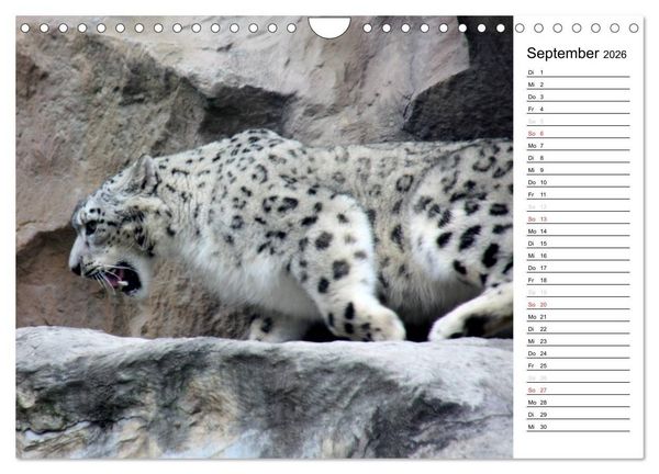 Produktbild: Der Schneeleopard (Wandkalender 2026 DIN A4 quer), CALVENDO Monatskalender