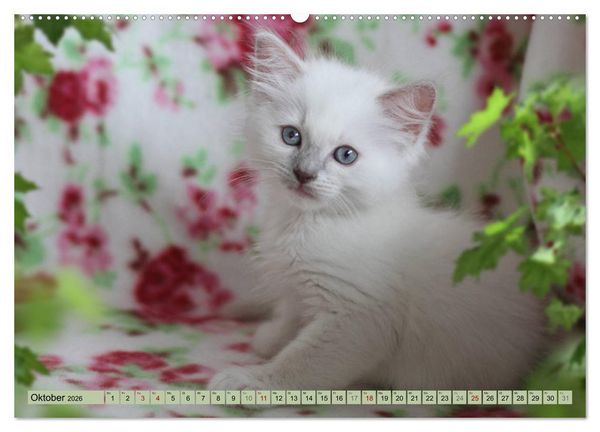 Produktbild: RAGDOLLS Impressionen aus der Kinderstube (hochwertiger Premium Wandkalender 2026 DIN A2 quer), Kunstdruck in Hochglanz