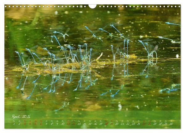 Produktbild: Wilde Toskana - von Ren&eacute; Schaack (Wandkalender 2026 DIN A3 quer), CALVENDO Monatskalender
