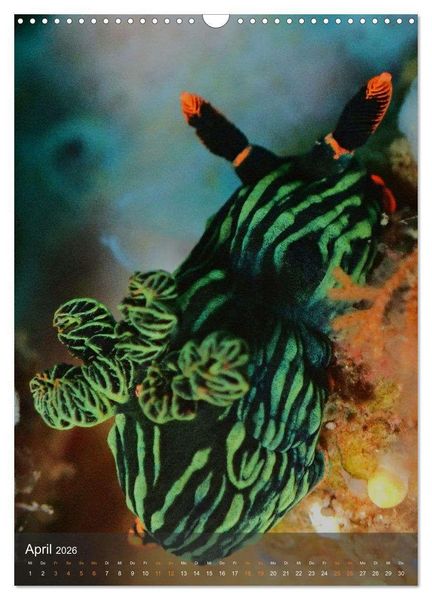 Produktbild: Nudibranches Meeresnacktschnecken aus Nord-Sulawesi (Wandkalender 2026 DIN A3 hoch), CALVENDO Monatskalender