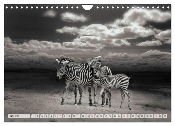 Produktbild: Wilde Tiere in schwarz-wei&szlig; (Wandkalender 2026 DIN A4 quer), CALVENDO Monatskalender