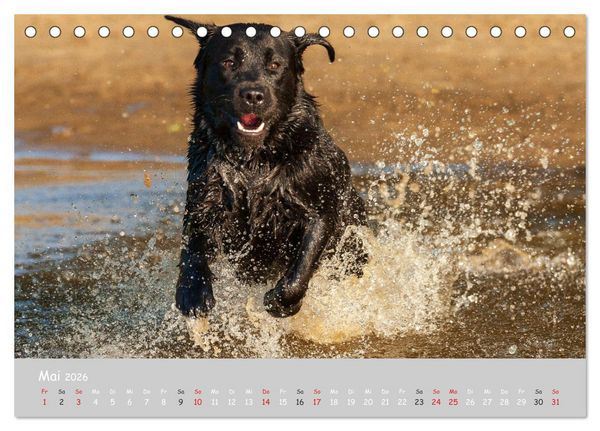 Produktbild: Liebenswerter Labrador 2026 (Tischkalender 2026 DIN A5 quer), CALVENDO Monatskalender