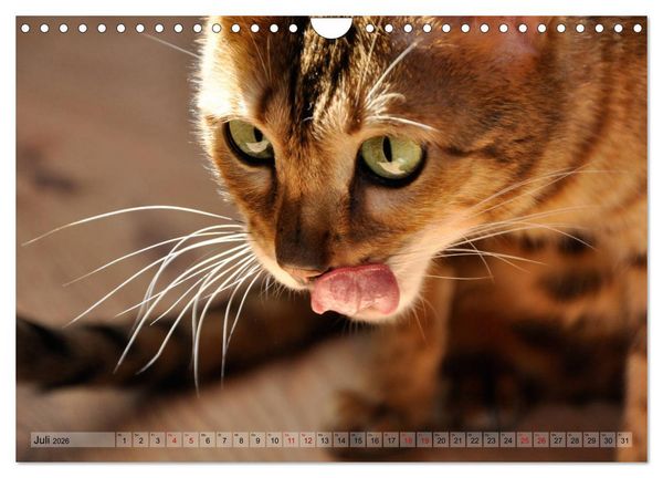 Produktbild: Liebe auf den ersten Katzenblick (Wandkalender 2026 DIN A4 quer), CALVENDO Monatskalender