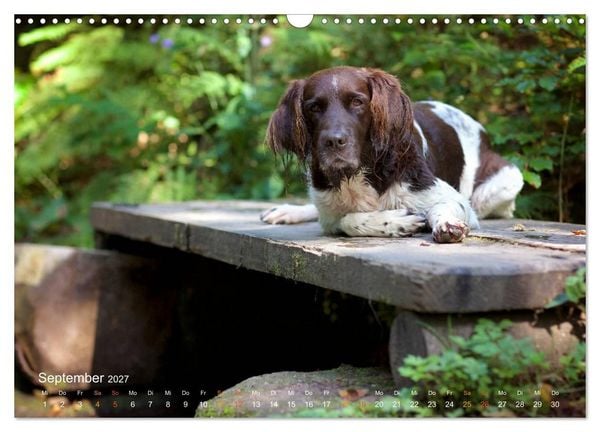 Produktbild: Faszination Jagdhund - Kleiner M&uuml;nsterl&auml;nder (Wandkalender 2027 DIN A3 quer), CALVENDO Monatskalender