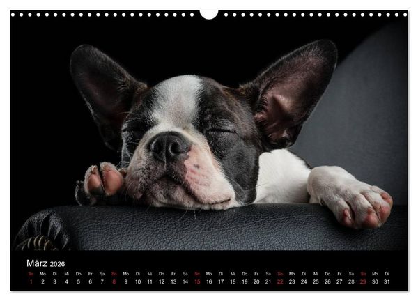 Produktbild: Colored Boston Terrier 2026 (Wandkalender 2026 DIN A3 quer), CALVENDO Monatskalender