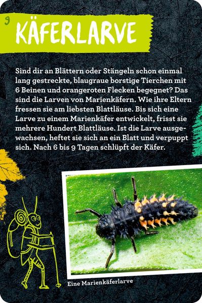 Produktbild: 50 Insekten, Spinnen & Co. - Nature Zoom (Blechdose)