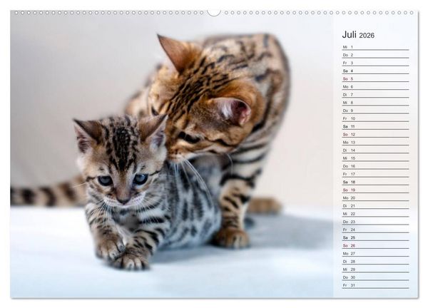 Produktbild: Die Bengalkatze. Edition Jungtiere (hochwertiger Premium Wandkalender 2026 DIN A2 quer), Kunstdruck in Hochglanz