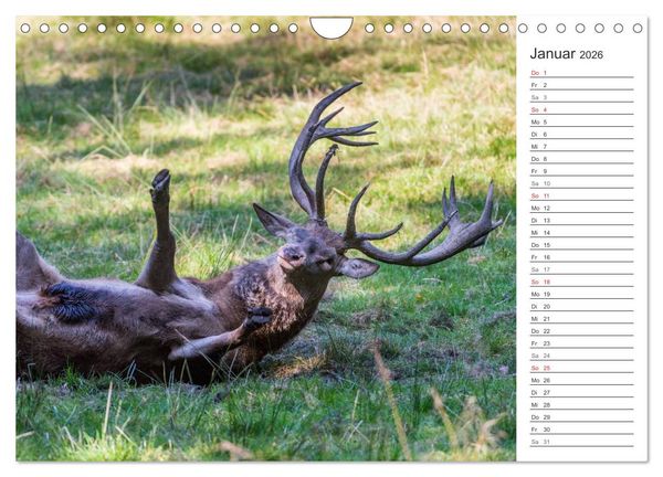 Produktbild: Emotionale Momente: Hirschbrunft. Part II. (Wandkalender 2026 DIN A4 quer), CALVENDO Monatskalender
