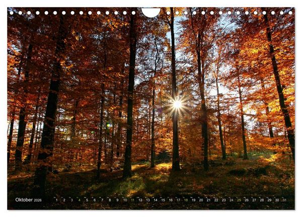Produktbild: B&auml;ume (Wandkalender 2026 DIN A4 quer), CALVENDO Monatskalender