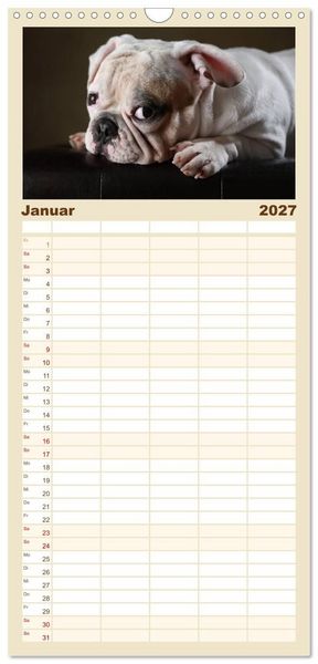Produktbild: Familienplaner 2027 - Charme auf vier Pfoten - Franz&ouml;sische Bulldoggen Portraits mit 5 Spalten (Wandkalender, 21 x 45 cm) CALVENDO