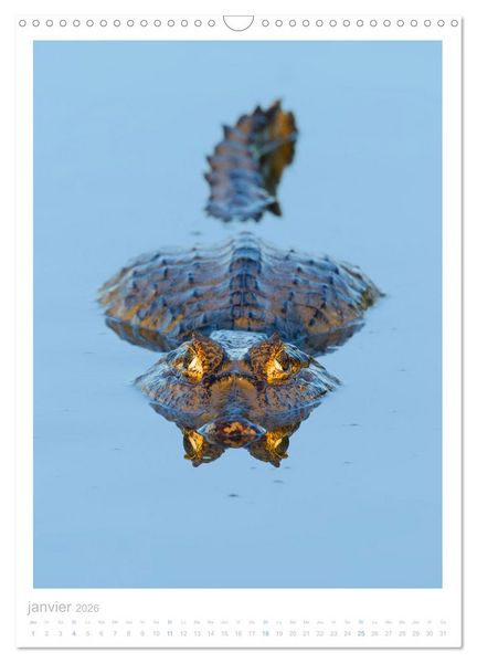 Produktbild: Le Pantanal (Calendrier mural 2026 DIN A3 horizontal), CALVENDO calendrier mensuel
