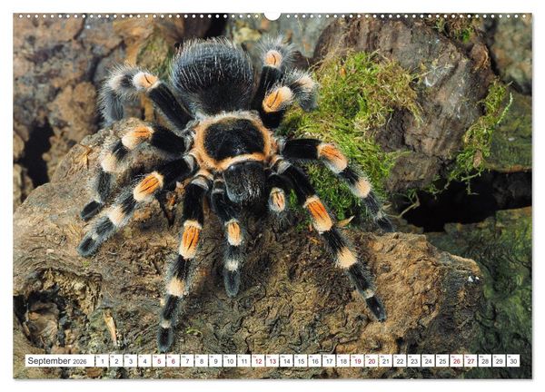 Produktbild: Haarige Gesellen (hochwertiger Premium Wandkalender 2026 DIN A2 quer), Kunstdruck in Hochglanz