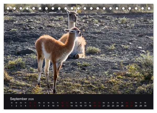 Produktbild: Patagonien - Am Puls der Wildnis (Tischkalender 2026 DIN A5 quer), CALVENDO Monatskalender