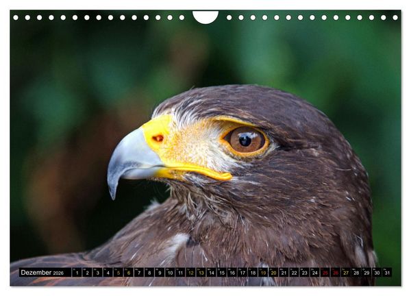 Produktbild: V&ouml;gel im Fokus - Ausdrucksstarke Vielfalt in der Vogelwelt (Wandkalender 2026 DIN A4 quer), CALVENDO Monatskalender