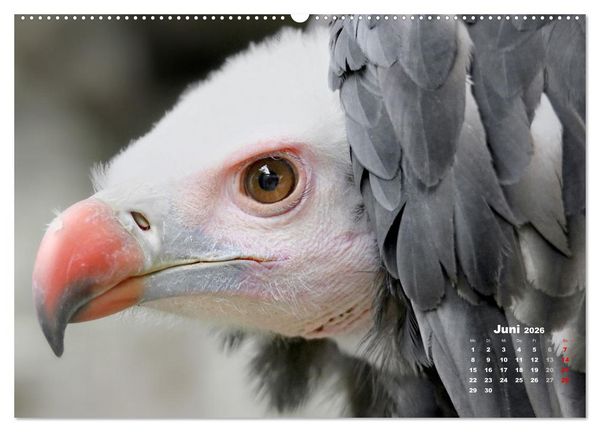 Produktbild: GEIERPORTR&Auml;TS (Wandkalender 2026 DIN A2 quer), CALVENDO Monatskalender
