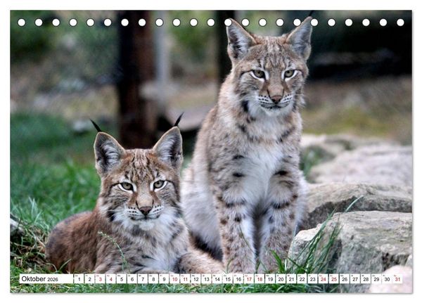 Produktbild: Familie Luchs - Die J&auml;ger mit dem Pinselohr (Tischkalender 2026 DIN A5 quer), CALVENDO Monatskalender