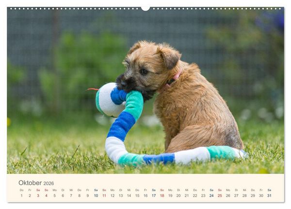 Produktbild: IRISH SOFT COATED WHEATEN TERRIER WELPEN 2026 (Wandkalender 2026 DIN A2 quer), CALVENDO Monatskalender