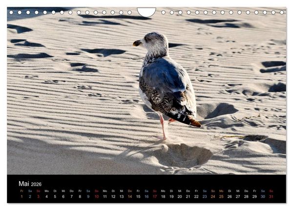 Produktbild: Warnem&uuml;nde - Maritime Landschaften (Wandkalender 2026 DIN A4 quer), CALVENDO Monatskalender