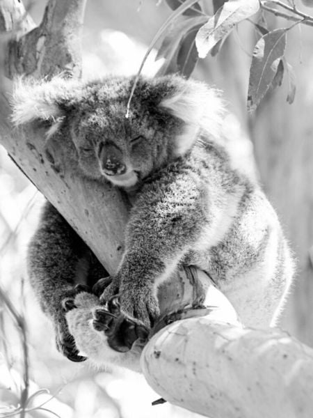 Produktbild: CALVENDO Puzzle Ein Motiv aus dem Kalender Koala Ein B&auml;r, der kein B&auml;r ist | 1000 Teile Lege-Gr&ouml;&szlig;e 64x48cm Foto-Puzzle f&uuml;r gl&uuml;ckliche Stunden