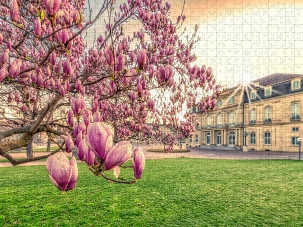 Produktbild: CALVENDO Puzzle Magnolien Bl&uuml;te auf dem Stuttgart Schlossplatz | 1000 Teile Lege-Gr&ouml;&szlig;e 64x48cm Foto-Puzzle f&uuml;r gl&uuml;ckliche Stunden