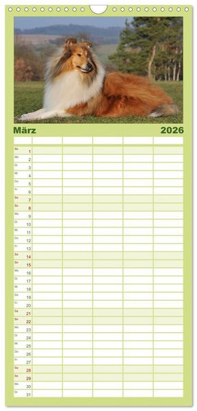 Produktbild: Familienplaner 2026 - Faszination Collie 2026 mit 5 Spalten (Wandkalender, 21 x 45 cm) CALVENDO