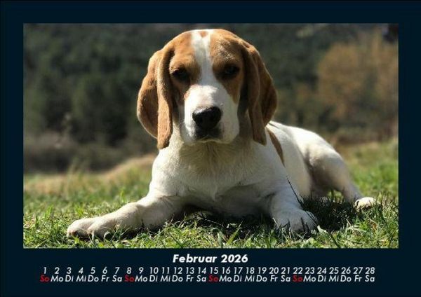Produktbild: Hunde 2026 Fotokalender DIN A5