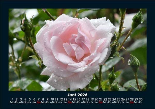Produktbild: Rosentraum 2026 Fotokalender DIN A5