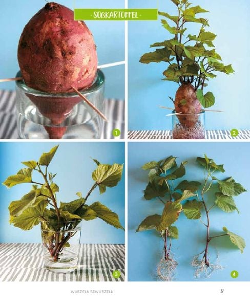 Regrowing – Neue Triebe aus Obst- und Gemüseresten