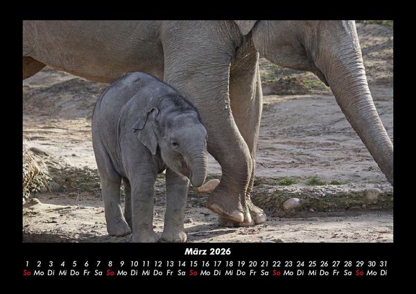 Produktbild: Der Elefantenkalender 2026 Fotokalender DIN A3
