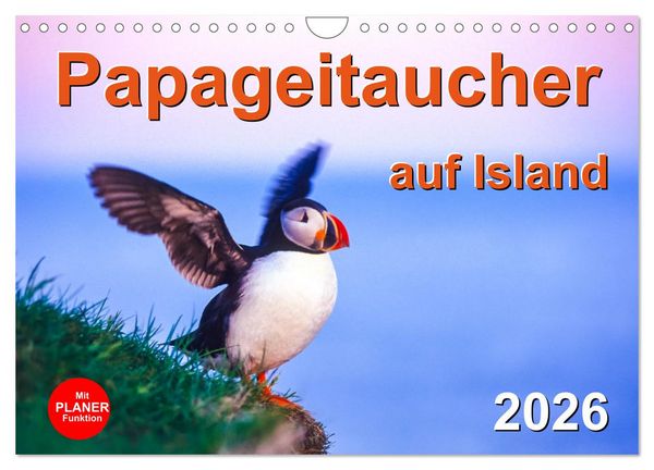 Produktbild: Papageitaucher auf Island (Wandkalender 2026 DIN A4 quer), CALVENDO Monatskalender