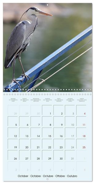 Produktbild: Les oiseaux du lac L&eacute;man (Calendrier mural carr&eacute; 2026 30x30 cm) Calendrier double avec une page pour vos prises de notes