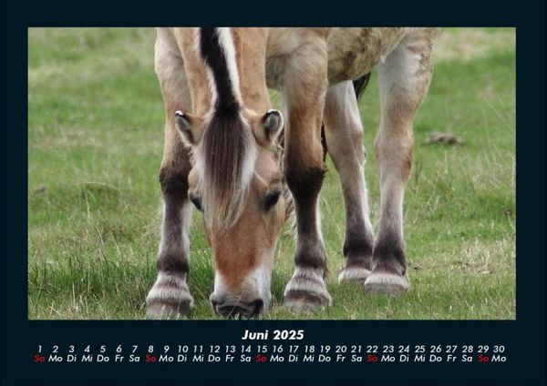 Produktbild: Die Welt der Pferde 2025 Fotokalender DIN A4