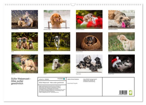 Produktbild: S&uuml;&szlig;e Welpenzeit - Alles au&szlig;er gew&ouml;hnlich (Wandkalender 2026 DIN A2 quer), CALVENDO Monatskalender