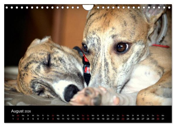Produktbild: Whippet 2026 (Wandkalender 2026 DIN A4 quer), CALVENDO Monatskalender