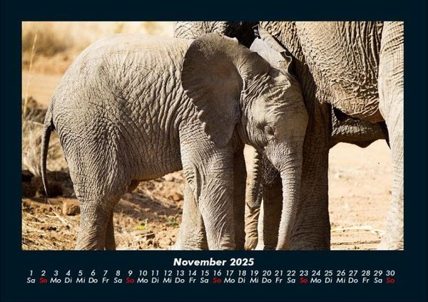 Produktbild: Der Elefantenkalender 2025 Fotokalender DIN A4