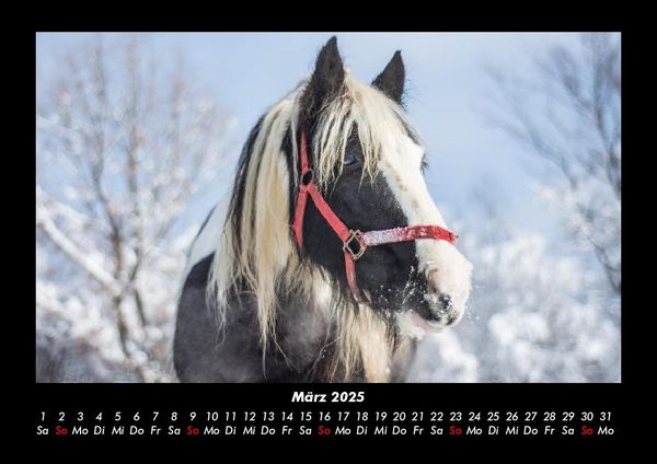 Produktbild: Die Welt der Pferde 2025 Fotokalender DIN A3