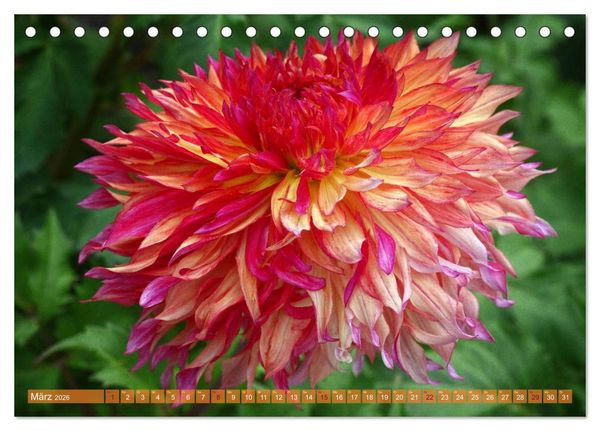 Produktbild: Flower Power - Zauberhafte K&uuml;belpflanzen (Tischkalender 2026 DIN A5 quer), CALVENDO Monatskalender