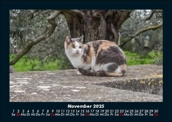 Produktbild: F&uuml;r Katzenfreunde 2025 Fotokalender DIN A5
