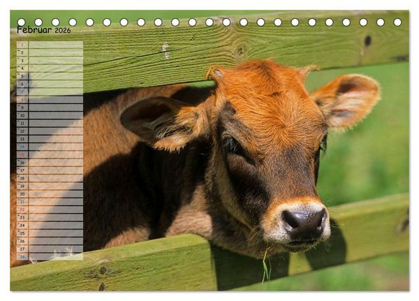 Produktbild: Rinder auf dem Lande (Tischkalender 2026 DIN A5 quer), CALVENDO Monatskalender