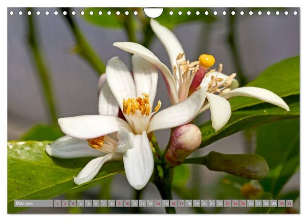 Produktbild: Bio Zitrus Garten (Wandkalender 2026 DIN A4 quer), CALVENDO Monatskalender