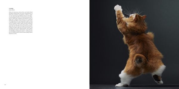 Produktbild: Katzen